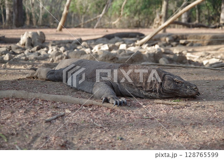 インドネシア　世界遺産コモド国立公園　コモド島のコモドドラゴン 128765599