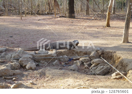 インドネシア　世界遺産コモド国立公園　コモド島のコモドドラゴン 128765601