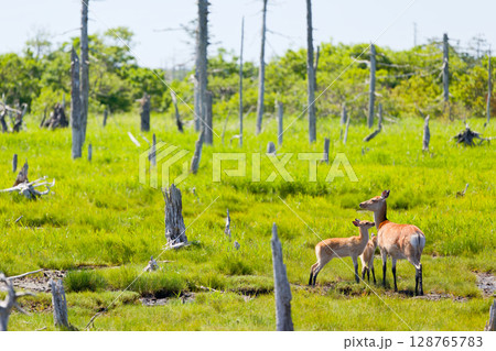 春国岱の鹿 128765783