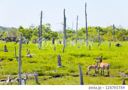 春国岱の鹿 128765784