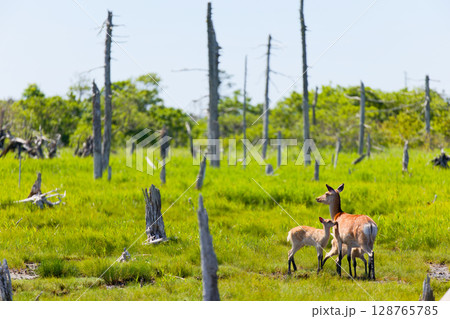 春国岱の鹿 128765785