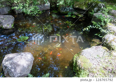 金魚のいる池 128765792