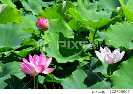 川辺の湧水で咲いていた蓮の花 128766007