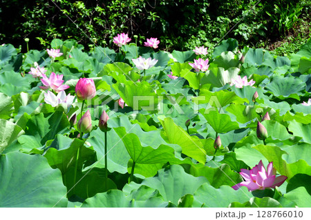 川辺の湧水で咲いていた蓮の花 128766010
