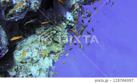 Underwater seascape on the coral reef in Red Sea, Egypt 128766097
