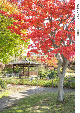 ヤマモミジの紅葉　平岡樹芸センター　札幌市 128766160