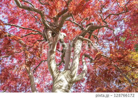 秋のベニシダレ 平岡樹芸センター 札幌市 秋のベニシダレ 平岡樹芸センター 札幌市 128766172