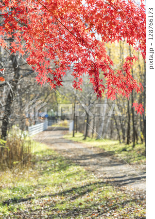 晩秋の真駒内公園 札幌市 晩秋の真駒内公園 札幌市 128766173