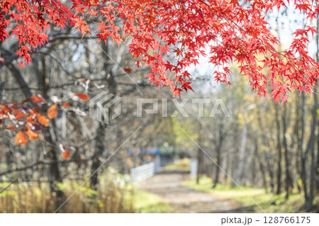 晩秋の真駒内公園　札幌市 128766175