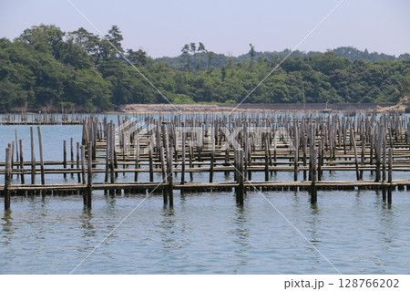 松島湾に浮かぶ海苔、牡蠣の養殖が盛んな浦戸諸島 128766202