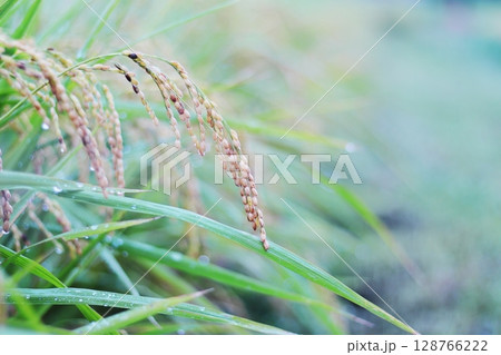 実った稲穂 128766222