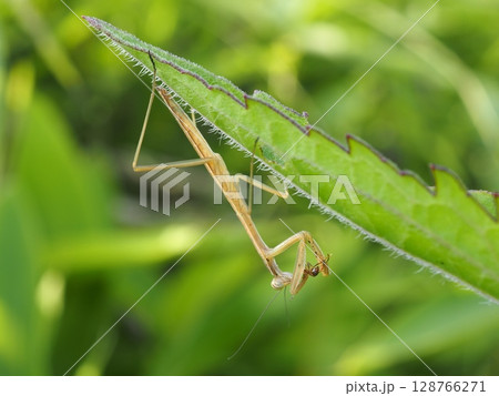 アリを食べるカマキリ（20250713161608） 128766271