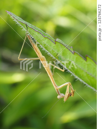 アリを食べるカマキリ(20250713161552) アリを食べるカマキリ(20250713161552) 128766272