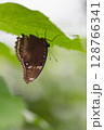 葉の裏に止まるリュウキュウムラサキ 128766341