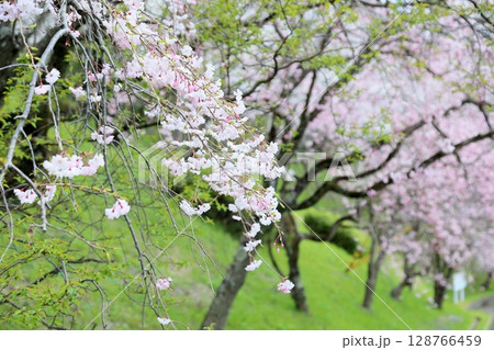 可愛い シダレザクラの花 可愛い シダレザクラの花 128766459