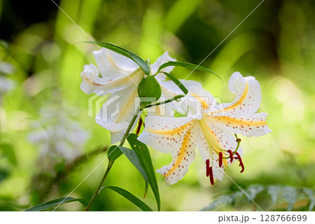 ヤマユリ 128766699