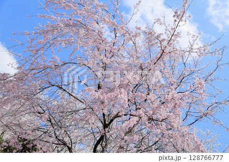 空一杯　シダレザクラの花 128766777