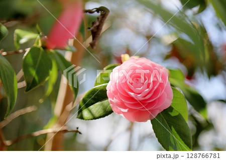 可愛い 八重咲 椿の花 可愛い 八重咲 椿の花 128766781