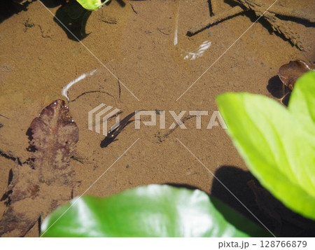 湿原を泳ぐ魚（新潟県阿賀村たきがしら湿原） 128766879