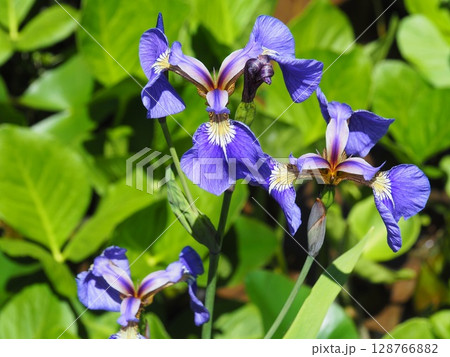 ヒオウギアヤメ(新潟県阿賀村たきがしら湿原) ヒオウギアヤメ(新潟県阿賀村たきがしら湿原) 128766882