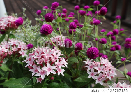 夏の花ペンタスと千日紅 夏の花ペンタスと千日紅 128767183