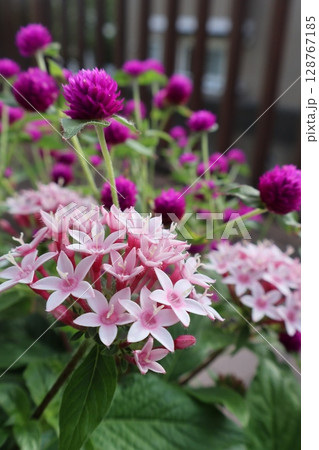 夏の花ペンタスと千日紅 128767185