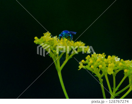 金属光沢の寄生バチ　オオセイボウ 128767274