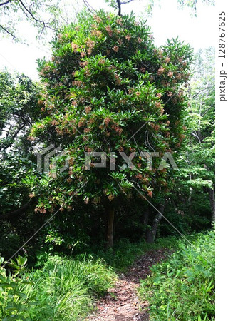 サンゴジュの花と実 128767625