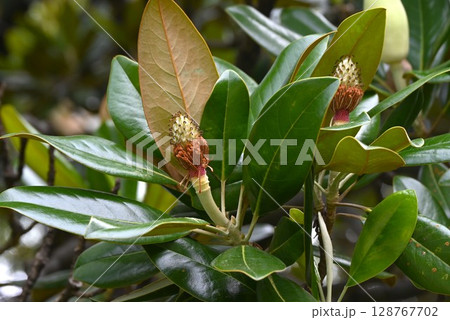 タイサンボクの花・泰山木 タイサンボクの花・泰山木 128767702