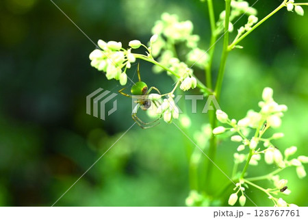 アキカラマツの花 アキカラマツの花 128767761