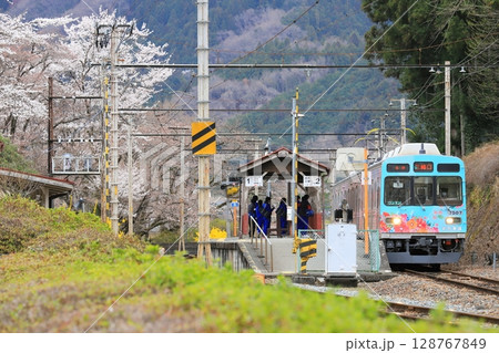 秩父鉄道「桜咲く春の武州日野駅に到着した電車」 秩父鉄道「桜咲く春の武州日野駅に到着した電車」 128767849