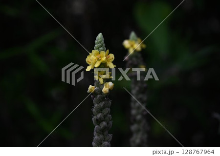 ビロードモウズイカの花・天鵞絨毛蕊花 128767964