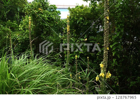 ビロードモウズイカの花・天鵞絨毛蕊花 128767965