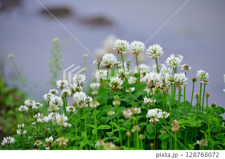 あぜ道に咲くシロツメクサ　田植え時の草花　　 128768072