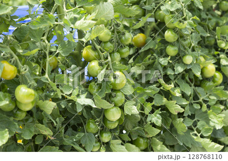 収穫前の青いトマト 128768110