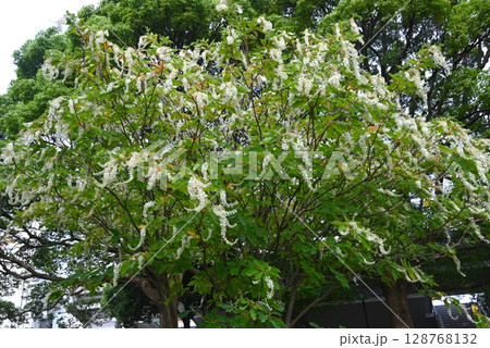 リョウブの花・令法 128768132