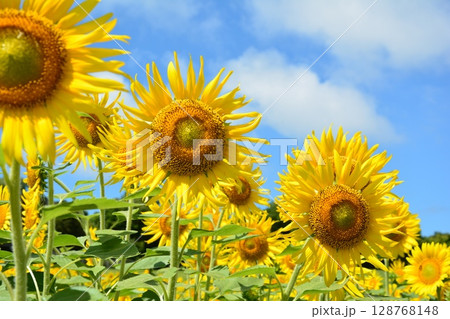夏の青空に映えるひまわり 128768148