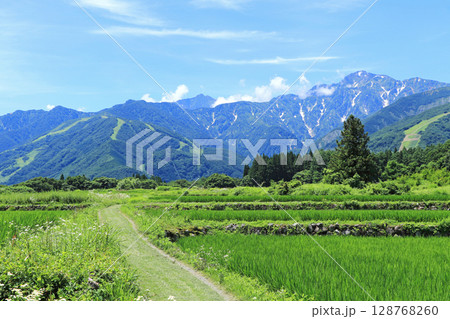 白馬の夏 山麓から望む北アルプス 白馬の夏 山麓から望む北アルプス 128768260