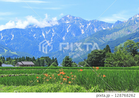 白馬の夏 山麓から望む北アルプス五竜岳 白馬の夏 山麓から望む北アルプス五竜岳 128768262