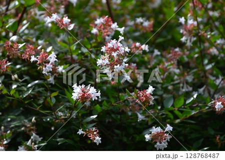 アベリアの花・ハナツクバネウツギ(花衝羽根空木) アベリアの花・ハナツクバネウツギ(花衝羽根空木) 128768487