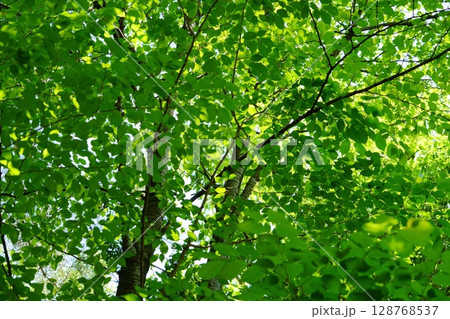 マイナスイオンの青葉の森(けやき) マイナスイオンの青葉の森(けやき) 128768537