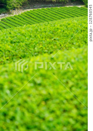 和束石寺・一番茶茶の頃の茶畑の丘陵 128768545