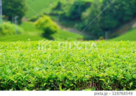 和束石寺・一番茶茶の頃の茶畑の丘陵 和束石寺・一番茶茶の頃の茶畑の丘陵 128768549