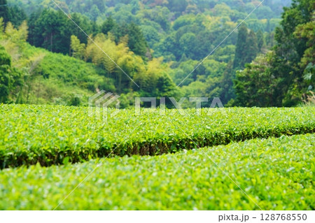 和束石寺・一番茶茶の頃の茶畑の丘陵 128768550