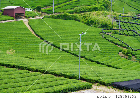 和束石寺・一番茶茶の頃の茶畑の丘陵 和束石寺・一番茶茶の頃の茶畑の丘陵 128768555