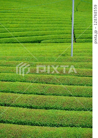 和束石寺・一番茶茶摘み後の宇治茶の茶畑 和束石寺・一番茶茶摘み後の宇治茶の茶畑 128768559
