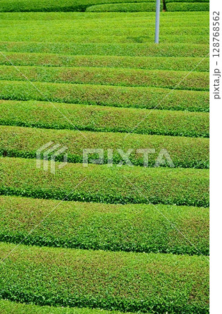 和束石寺・一番茶茶摘み後の宇治茶の茶畑 128768562