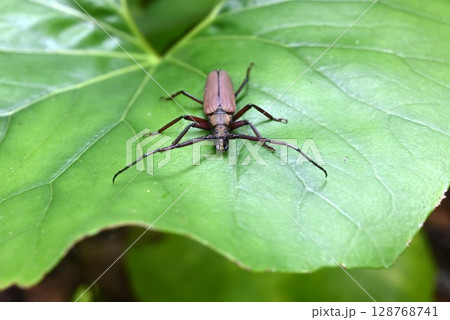 ウスバカミキリ・薄翅髪切・薄翅天牛 ウスバカミキリ・薄翅髪切・薄翅天牛 128768741