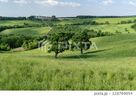 ナイタイ高原牧場の春 128769054