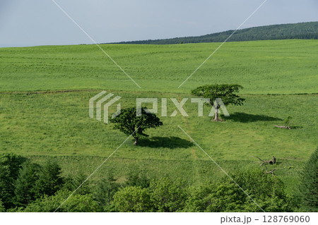 ナイタイ高原牧場の春 ナイタイ高原牧場の春 128769060